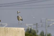 Grey Heron.jpg