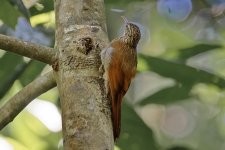 Streak-headed Woodcreeper_4.jpg