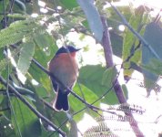 hill_blue_flycatcher_24jan18_900l_8782.jpg