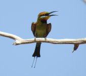 BF Rainbow Bee-eater thread.jpg