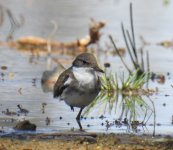 BF Red-kneed Dotterel juv thread.jpg