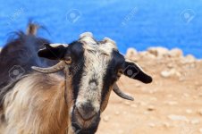 16041114-goat-staring-at-the-camera-found-at-crete-island-in-greece.jpg