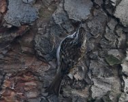 Treecreeper_Torry_250120.jpg