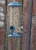 coal tit191113 cropped.jpg