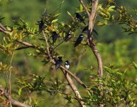 black collared swallows.jpg