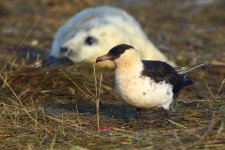 20191130 (32)_Pomarine_Skua.JPG