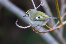 20191008 (14)_Goldcrest.JPG