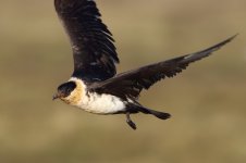 20191130 (55)_Pomarine_Skua.JPG