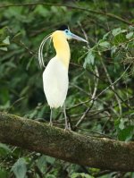 capped heron.jpg