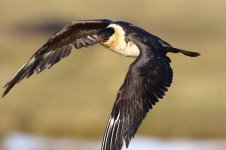 20191130 (56)_Pomarine_Skua.JPG