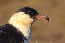 20191130 (58)_Pomarine_Skua.JPG