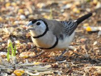 BF Double-barred Finch thread.jpg