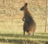 BF Red-necked Wallaby thread.jpg