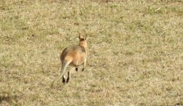 BF Red-necked Wallaby running thread.jpg