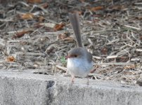 BF Superb Fairywren female thread.jpg