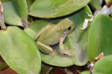 BF Green Tree Frog thread.jpg