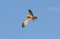 BF Whistling Kite thread.jpg