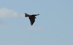 BF Black Kite Flight thread.jpg