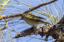 Warbler, Yellow-browed_X7A1390.jpg