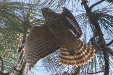 0a- Hawk 10-03-2019 FM FL IMG_5925.jpg