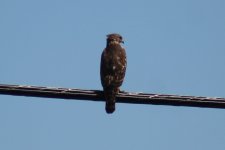 0a- 10-08-2019 hawk IMG_6577.jpg