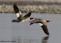 common_merganser_females_in_flight2.jpg