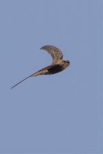 Common Swift-5.jpg