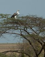 African Fish Eagle-.jpg