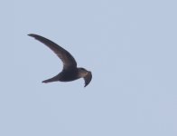 Common Swift-7.jpg