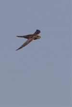 Common Swift-10.jpg