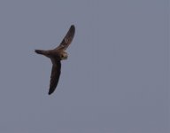 Common Swift-13.jpg