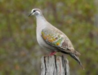 BF Common Bronzewing thread.jpg