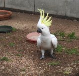 BF Sulphur-crested Cockatoo thread.jpg