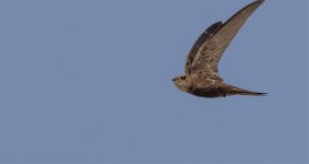 Common Swift)pekinensis).jpg