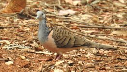 BF Bar-shouldered Dove thread.jpg