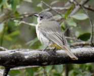 BF Golden Whistler female.jpg