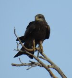 BF Black Kite perched thread.jpg