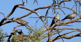 BF Crested Pigeons thread.jpg