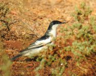 BF White-winged Triller male.jpg