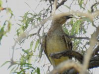 BF Spotted Bowerbird thread.jpg