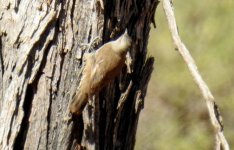 BF Brown Treecreeper thread.jpg