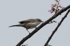 Common Whitethroat_DSG76308.jpg