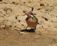 BF Spiny-cheeked Honeyeater thread.jpg