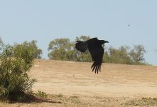 BF Australian Raven thread.jpg