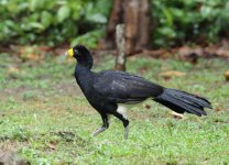 black currasow2.jpg