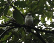 black faced hawk.jpg