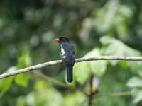 black nunbird.jpg