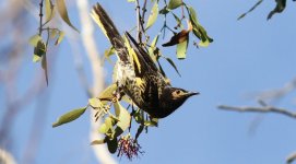 Regent Honeyeater.jpg