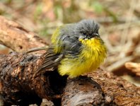 BF Eastern Yellow Robin thread.jpg