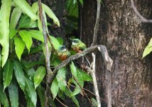 green tailed jacamar.jpg